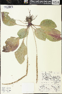 Plantago rugelii image