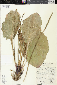 Plantago rugelii image