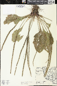 Plantago rugelii image