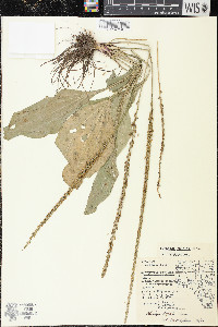 Plantago rugelii image