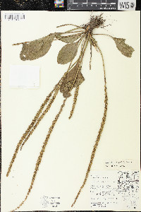 Plantago rugelii image