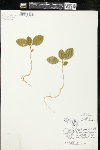 Polygaloides paucifolia image