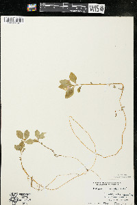 Polygaloides paucifolia image
