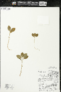 Polygaloides paucifolia image