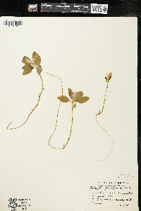 Polygaloides paucifolia image