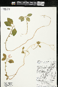 Polygaloides paucifolia image