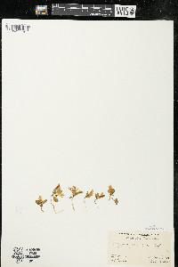 Polygaloides paucifolia image