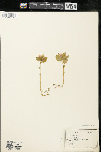 Polygaloides paucifolia image