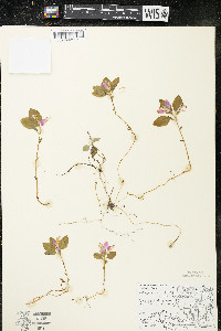 Polygaloides paucifolia image