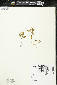 Polygaloides paucifolia image