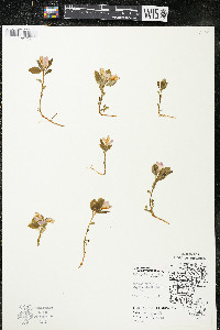 Polygaloides paucifolia image