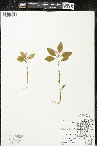 Polygaloides paucifolia image