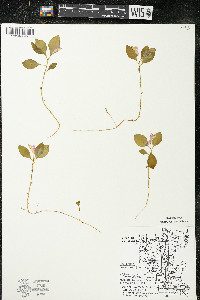 Polygaloides paucifolia image