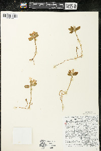 Polygaloides paucifolia image