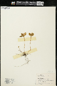 Polygaloides paucifolia image