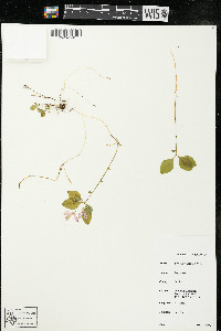 Polygaloides paucifolia image