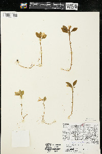 Polygaloides paucifolia image