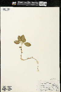 Polygaloides paucifolia image