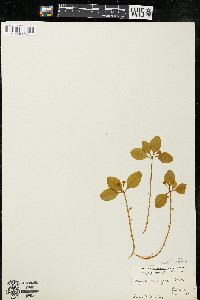 Polygaloides paucifolia image