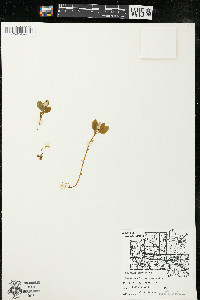 Polygaloides paucifolia image