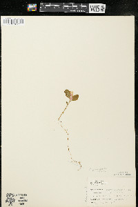 Polygaloides paucifolia image