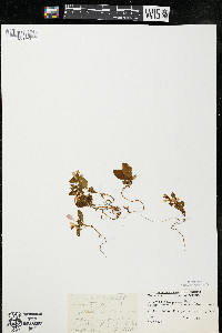 Polygaloides paucifolia image