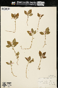 Polygaloides paucifolia image