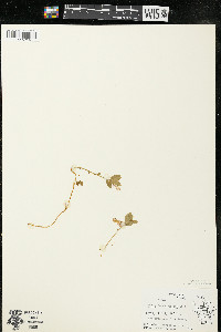 Polygaloides paucifolia image