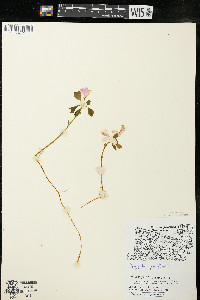 Polygaloides paucifolia image