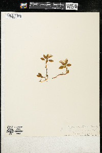 Polygaloides paucifolia image