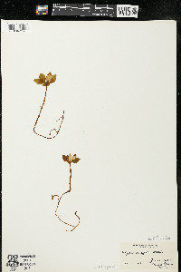 Polygaloides paucifolia image