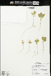 Polygaloides paucifolia image