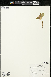 Polygaloides paucifolia image