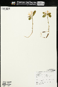 Polygaloides paucifolia image