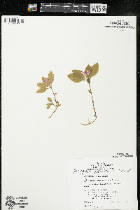 Polygaloides paucifolia image