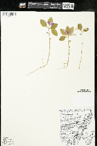 Polygaloides paucifolia image