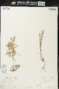 Polygala polygama var. obtusata image