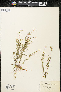 Polygala polygama var. obtusata image