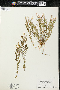 Polygala polygama var. obtusata image