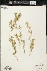 Polygala polygama var. obtusata image