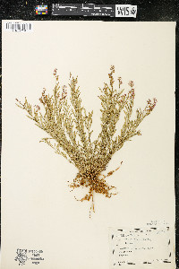 Polygala polygama var. obtusata image