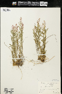 Polygala polygama var. obtusata image