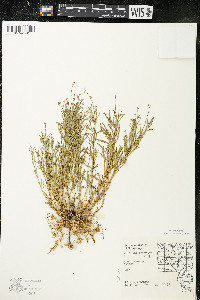 Polygala polygama var. obtusata image