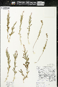 Polygala polygama var. obtusata image