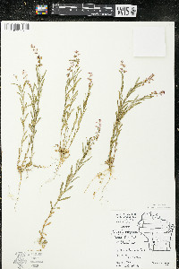 Polygala polygama var. obtusata image