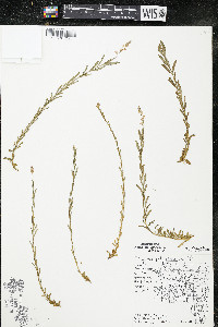 Polygala polygama var. obtusata image