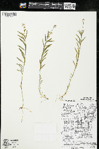 Polygala polygama var. obtusata image