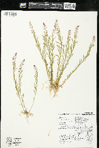 Polygala polygama var. obtusata image