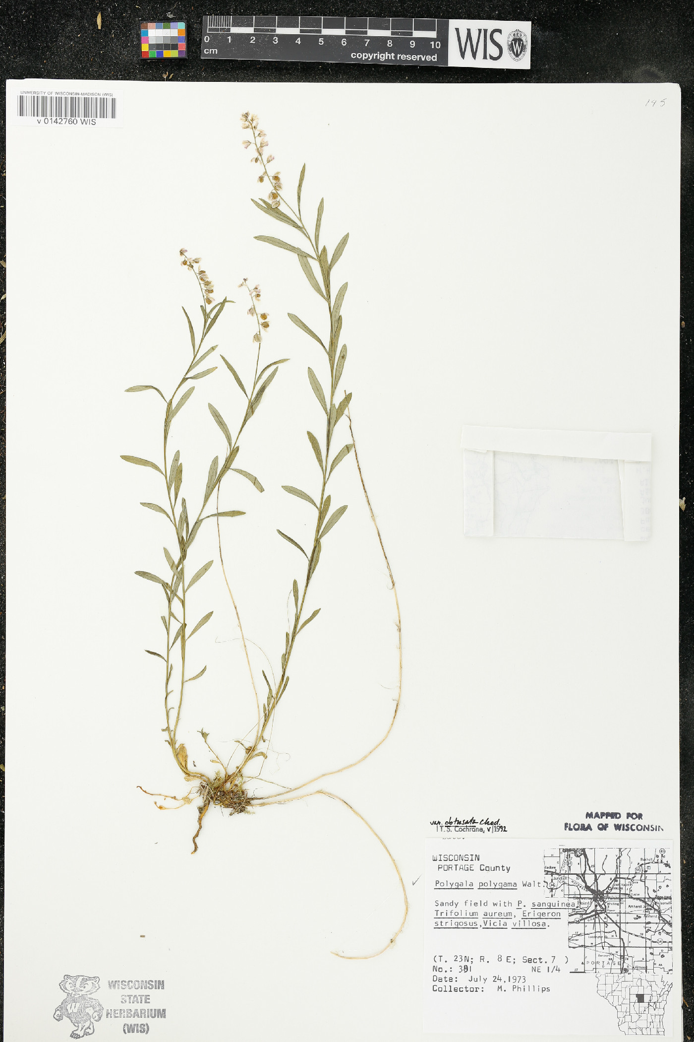 Polygala polygama var. obtusata image