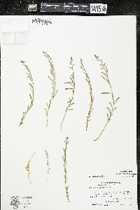 Polygala polygama image